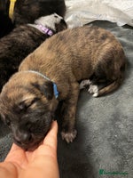 Mixed Breed dogs 8 beautiful pups for sale - Advert 4