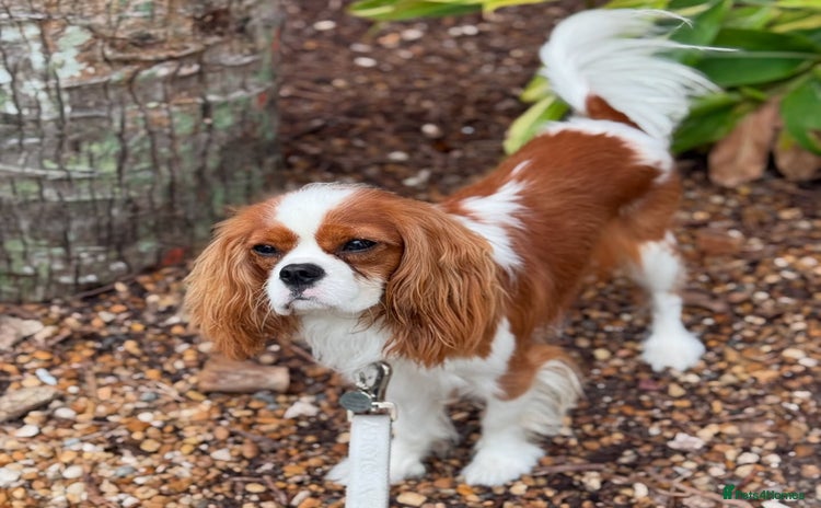 Cavalier King Charles Spaniel dogs - Advert 1