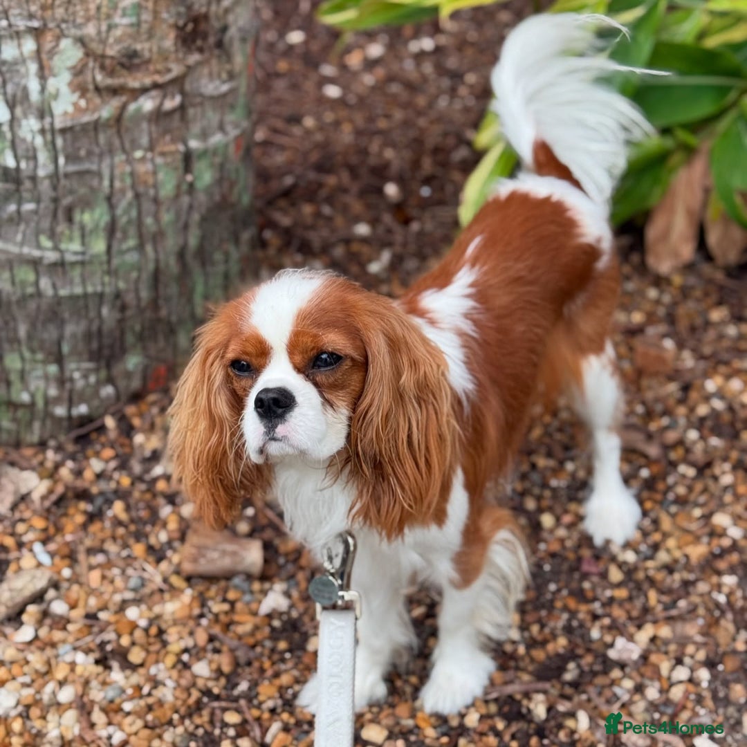 Cavalier King Charles Spaniel dogs for sale:  Cavalier King Charles Spaniel - Image 1