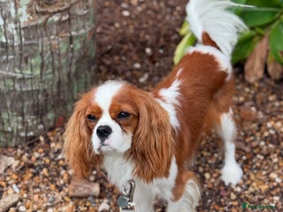 Cavalier King Charles Spaniel dogs - Advert 4