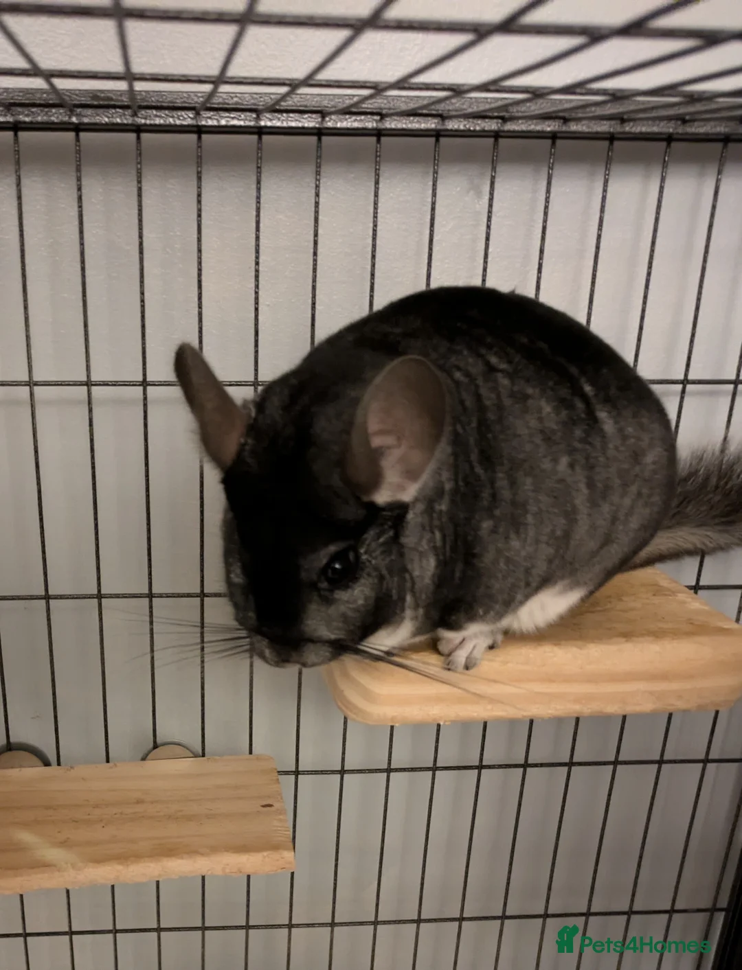 Chinchilla rodents for sale: Male chinchilla  - Advert 2