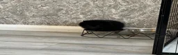 Pomeranian dogs for sale: Pomeranian Tiny boy for sale  in Birkenhead - Advert 9