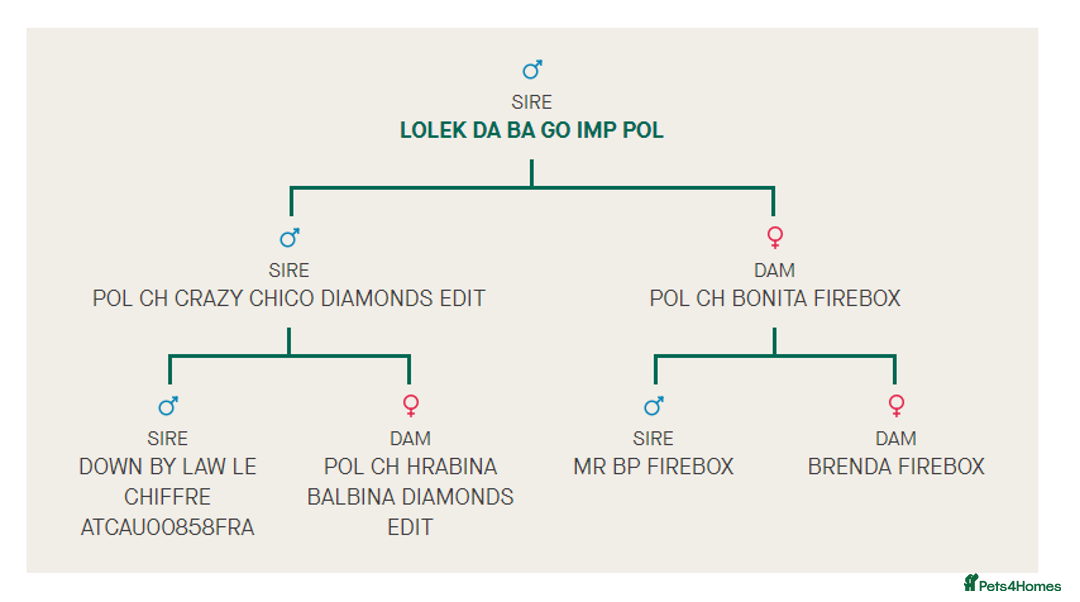 English Bull Terrier dogs for stud: Proven Quality Stud KC (Crufts qualifier) Dorset in Poole - Advert 10