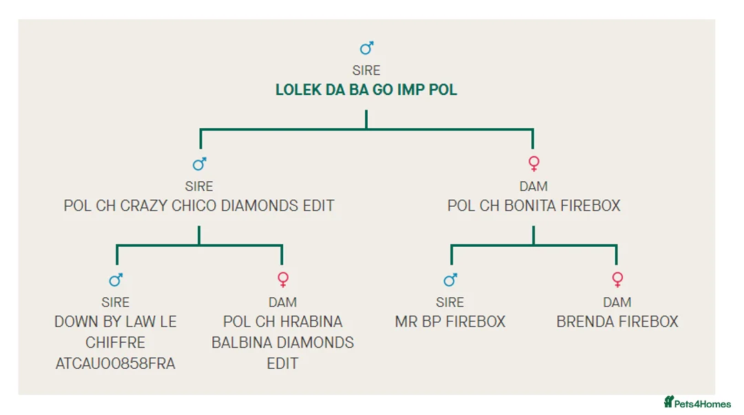 English Bull Terrier dogs for stud: Proven Quality Stud KC (Crufts qualifier) Dorset in Poole - Advert 10