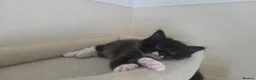 Mixed Breed cats for sale: 3 Beautiful Ragdoll Cross Male Kittens - Advert 7