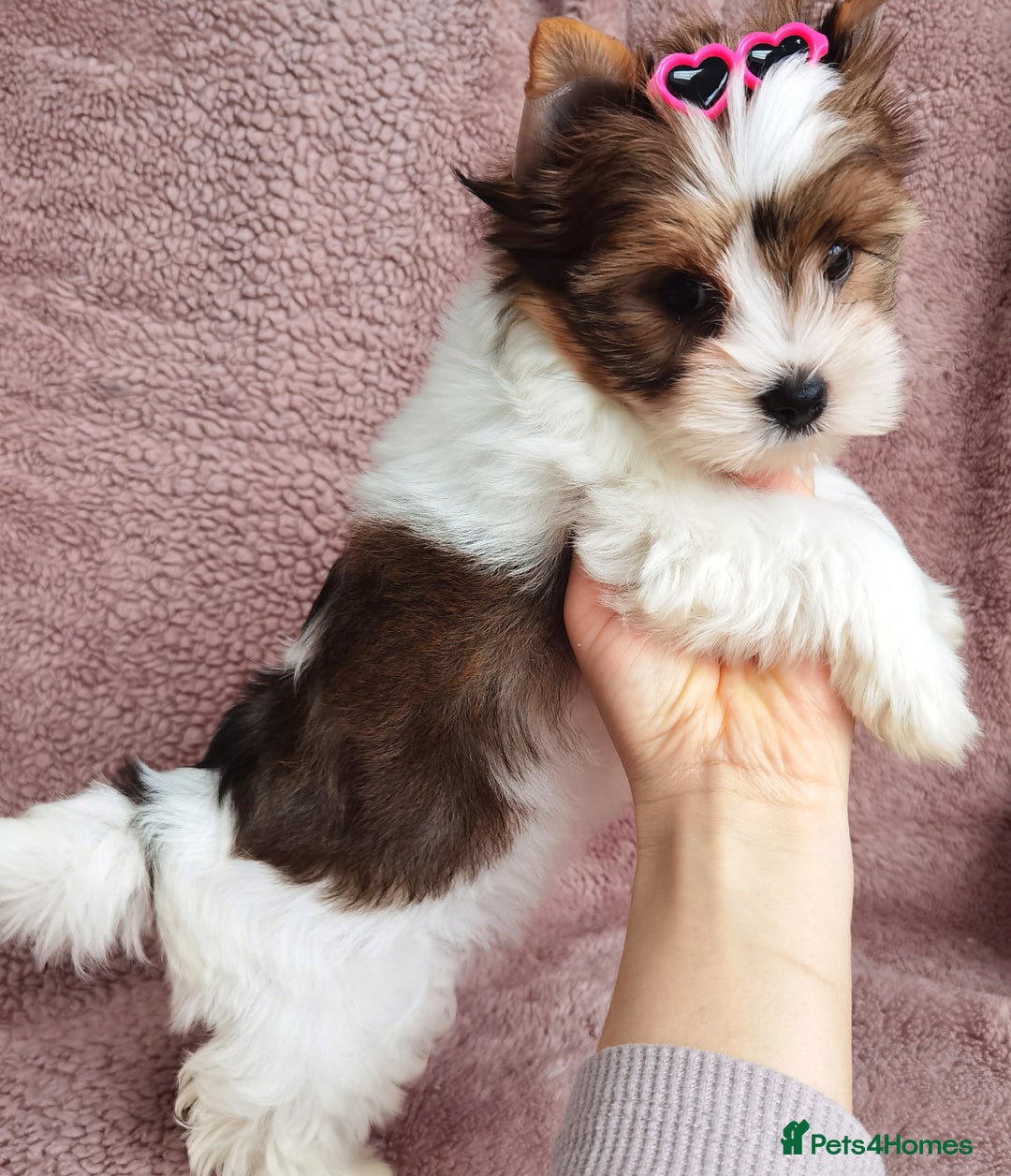 Yorkshire Terrier dogs for sale: Very Beautiful puppies, pure yorkshire terriers  - Advert 18