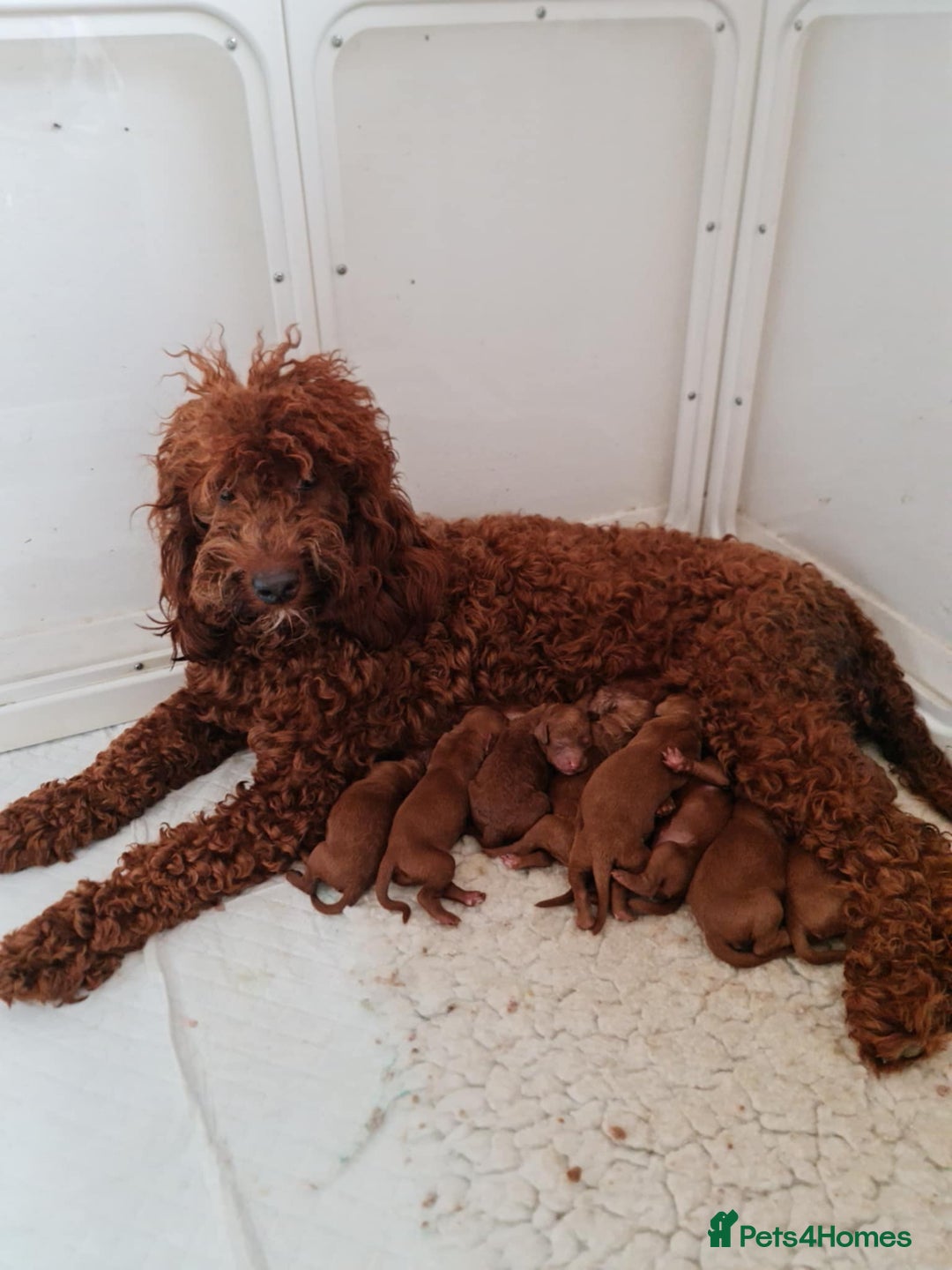 Mini Goldendoodle dogs for sale: 👑Superb Rare Toy/Mini Deepest Red Goldendoodles👑 - Image 40