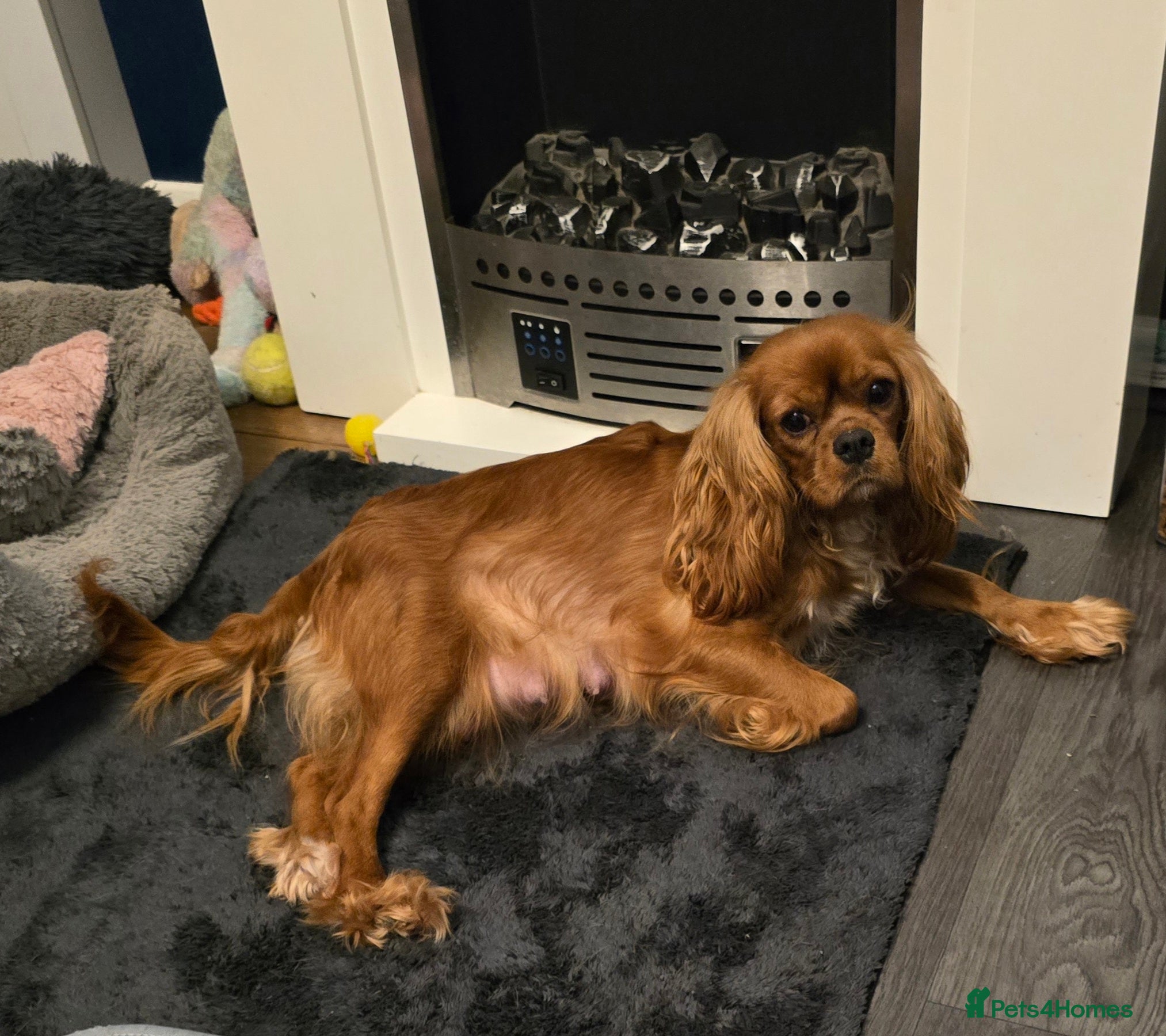 Cavalier King Charles Spaniel dogs Beautiful KC Registered. Health Tested Parents. - Advert 12