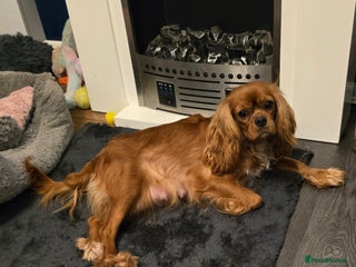 Cavalier King Charles Spaniel dogs Beautiful KC Registered. Health Tested Parents. - Advert 4