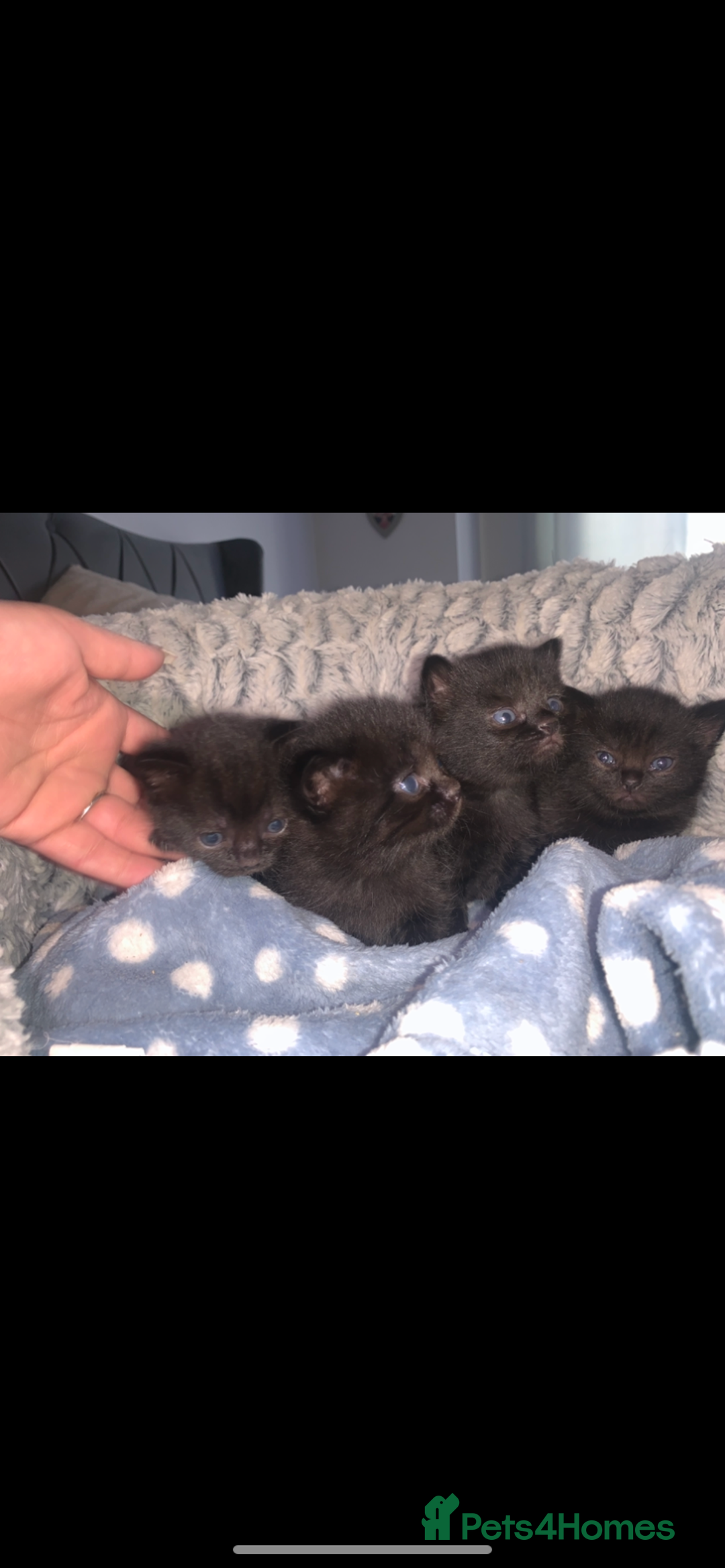 British Shorthair cats for sale: 4 British short hair  - Image 1