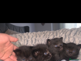 British Shorthair cats - Advert 5