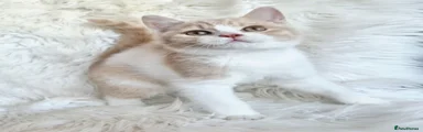 British Shorthair 3