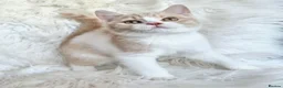 British Shorthair cats for sale: Gorgeous British shorthair kittens  - Advert 23