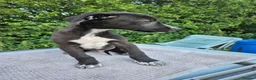 Lurcher dogs for sale: Stunning Kelpie lurchers UPDATED new pics  - Advert 22