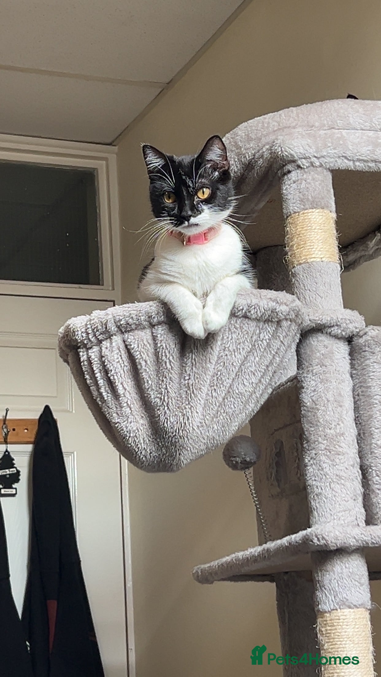 Mixed Breed cats Duchess mason - Advert 11