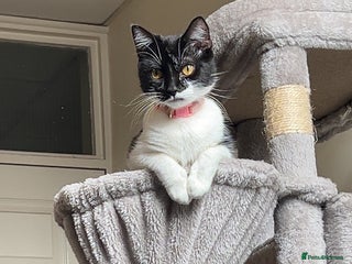 British Shorthair cats - Advert 6