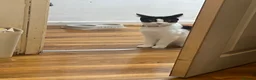 Domestic Shorthair cats for sale: Three loveable tuxes :) in Harlow - Advert 10