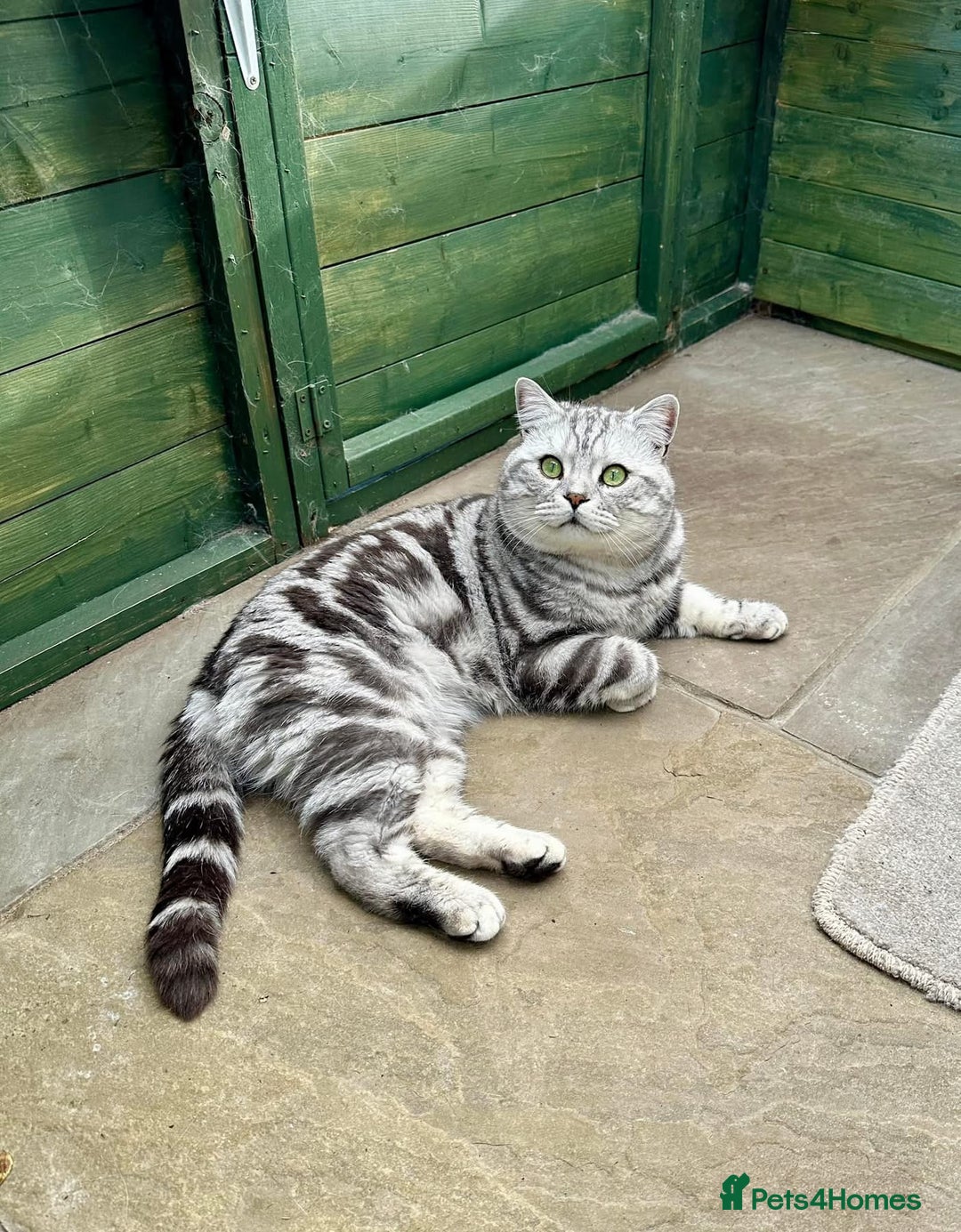 British Shorthair cats for sale: Silver Tabby BSH GCCF registered Kittens - Image 25