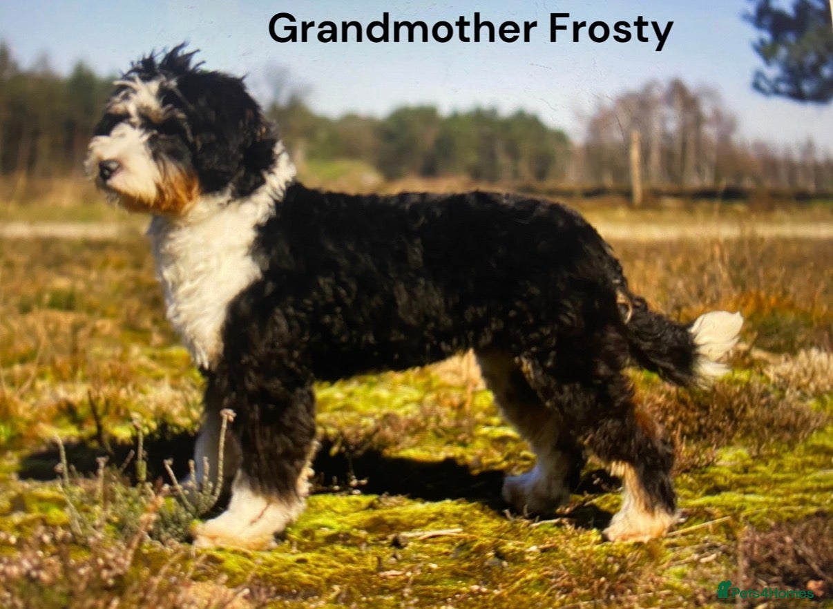 Bernedoodle dogs Health tested miniature bernedoodles - Advert 2