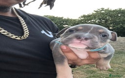 American Bully dogs for sale: American Pocket Bully Puppies (ABKC registered)  - Image 5