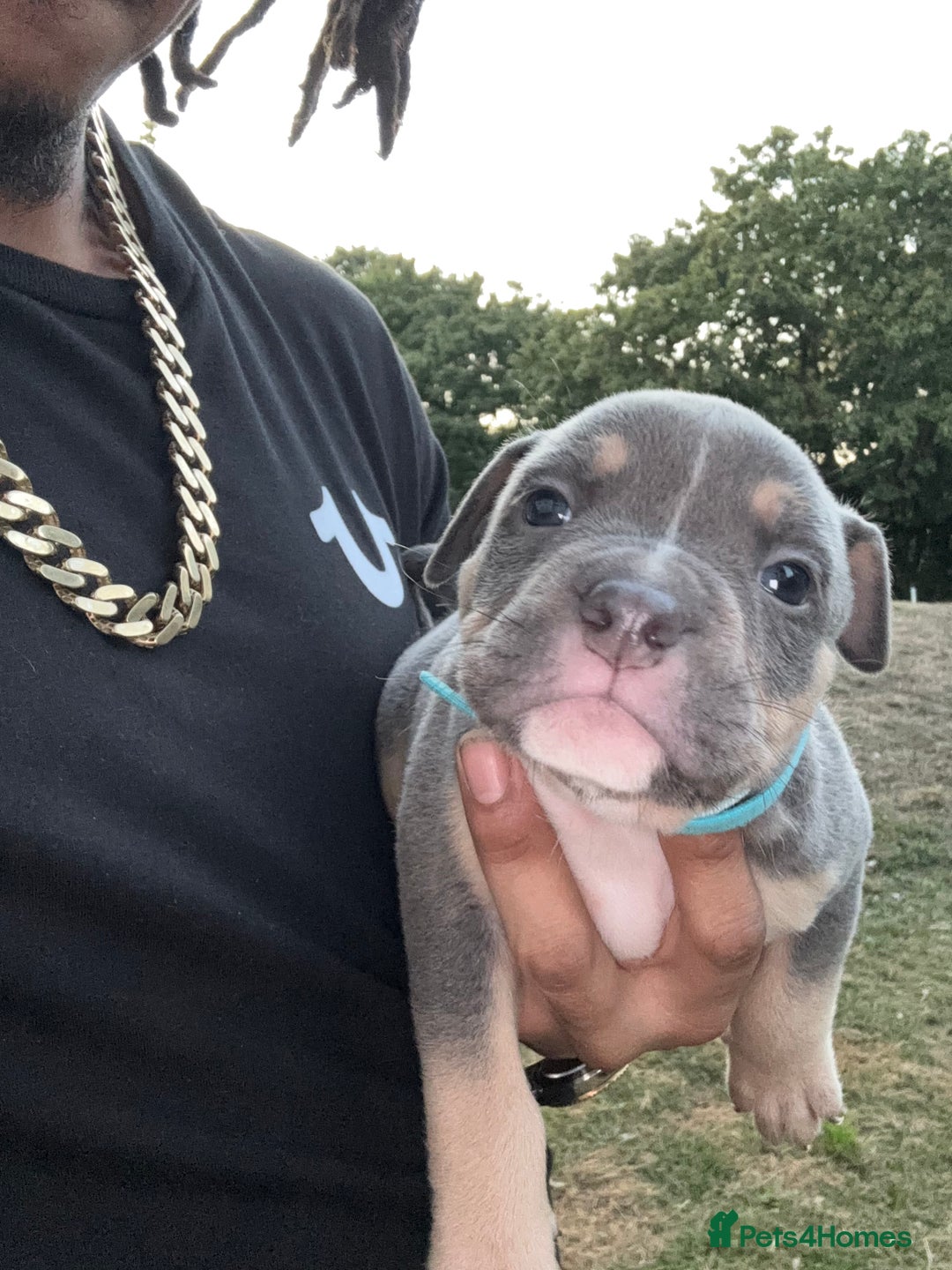 American Bully dogs for sale: American Pocket Bully Puppies (ABKC registered)  - Image 5