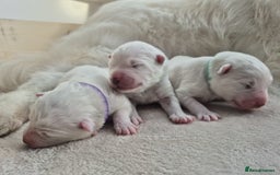 Samoyed dogs for sale: 🐾 Georgeus Pedigree Samoyed Puppies 🐾 - Image 1