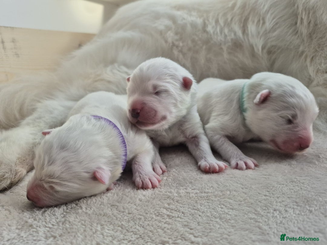 Samoyed dogs for sale: 🐾 Georgeus Pedigree Samoyed Puppies 🐾 - Image 1