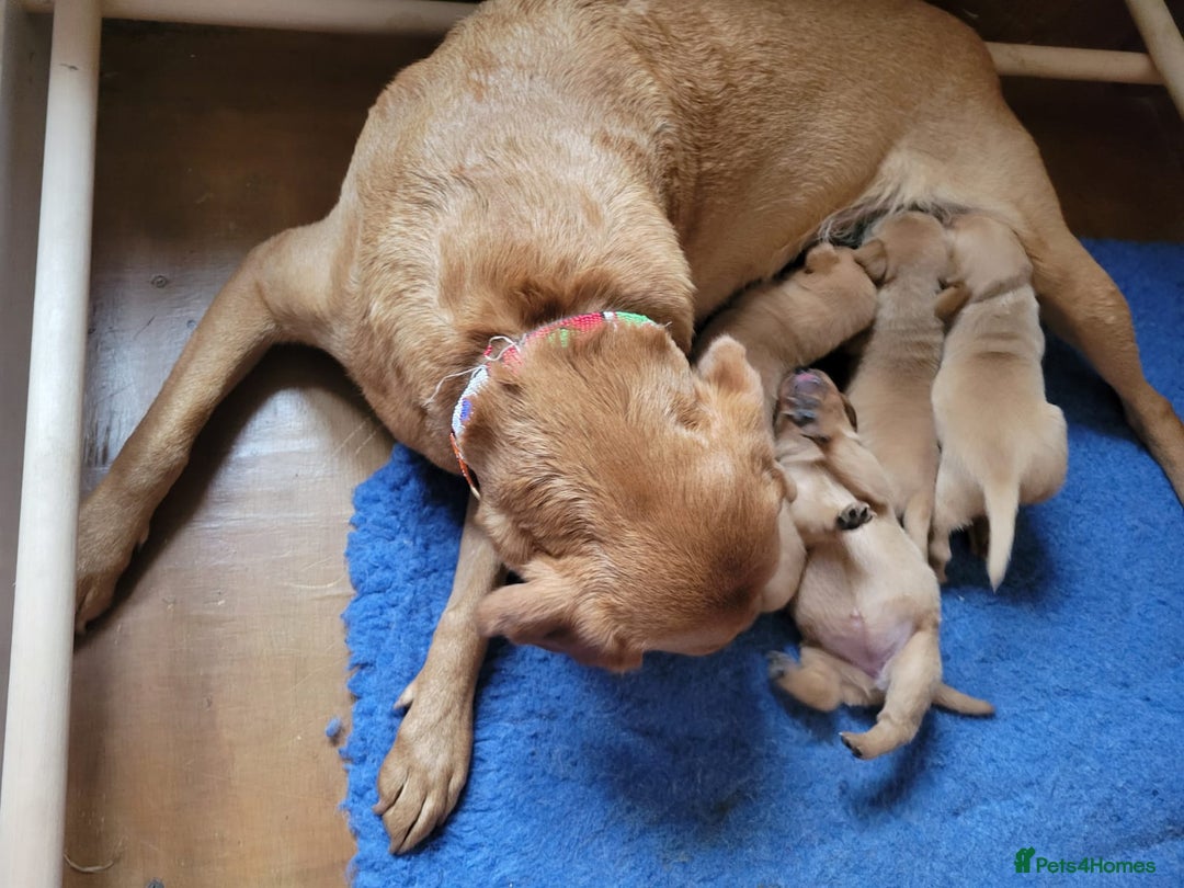 Labrador Retriever dogs for sale: Red Fox Labrador Puppies–Ready from 26th September - Image 33