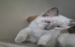 Ragdoll cats for sale: 4 energetic ragdoll fluffballs  - Image 9