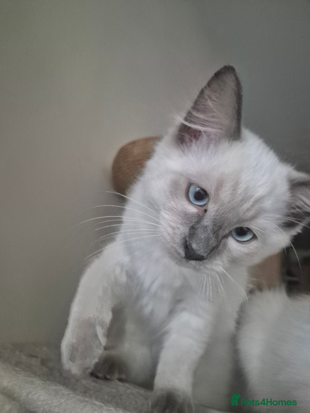 Ragdoll cats for sale: 4 energetic ragdoll fluffballs  - Image 9