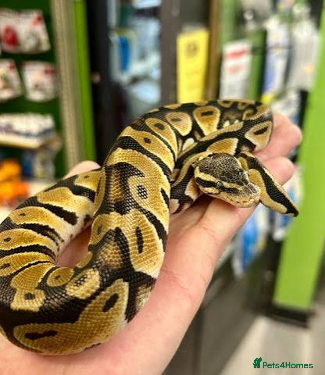 Gecko reptiles for sale: Rehoming service  - Image 1
