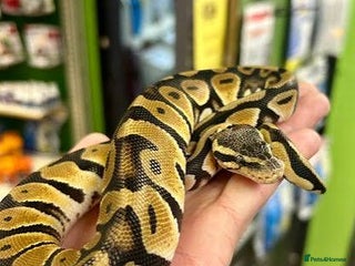 Gecko reptiles - Advert 35