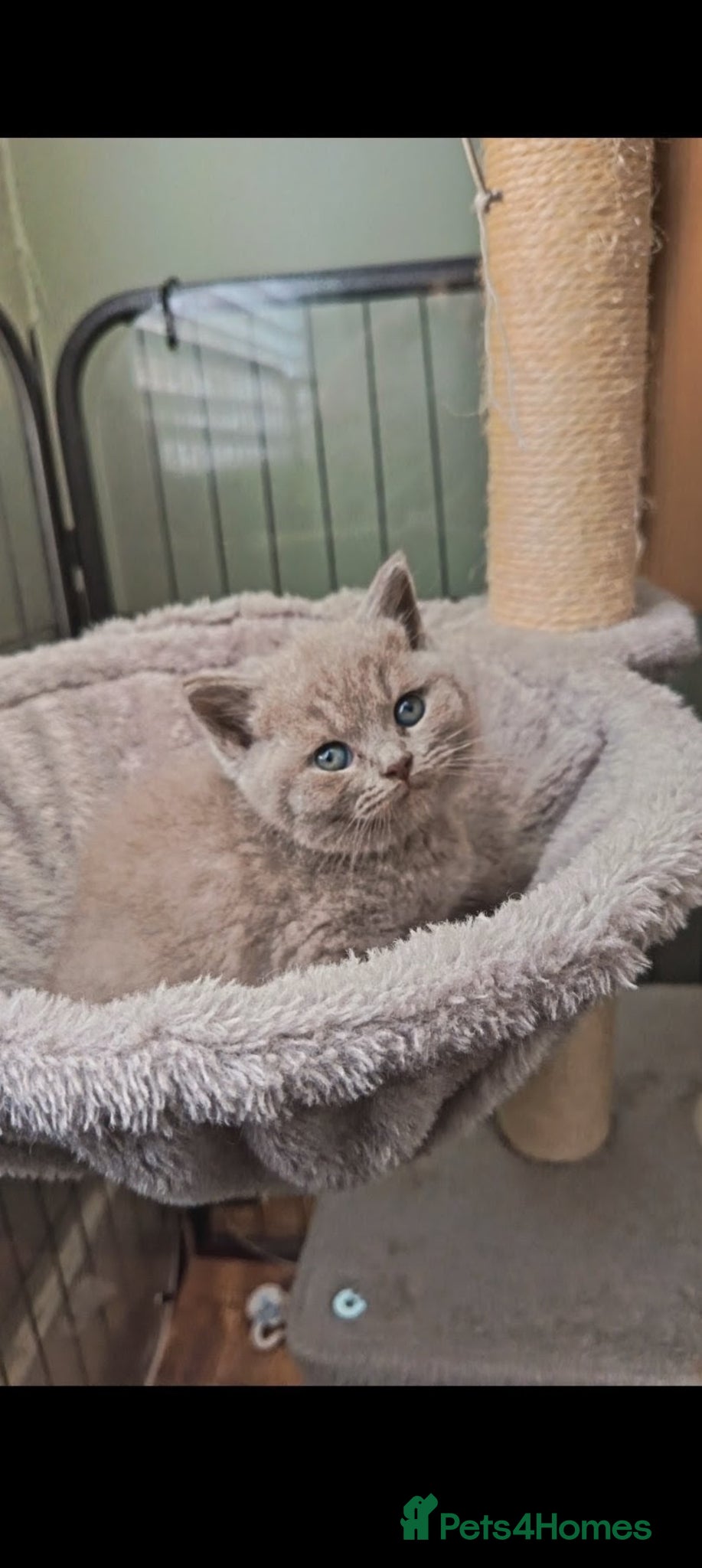 British Shorthair cats Beautiful BSH Litter GCCF Reg* DNA Tested Parents* - Advert 1