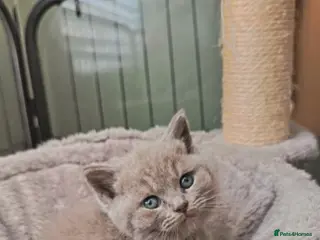 British Shorthair cats Beautiful BSH Litter GCCF Reg* DNA Tested Parents* - Advert 1