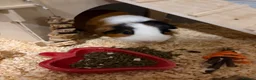 Guinea Pig rodents for sale: Single male gunnie pig ! Needs home asap !!! in Coventry - Advert 1