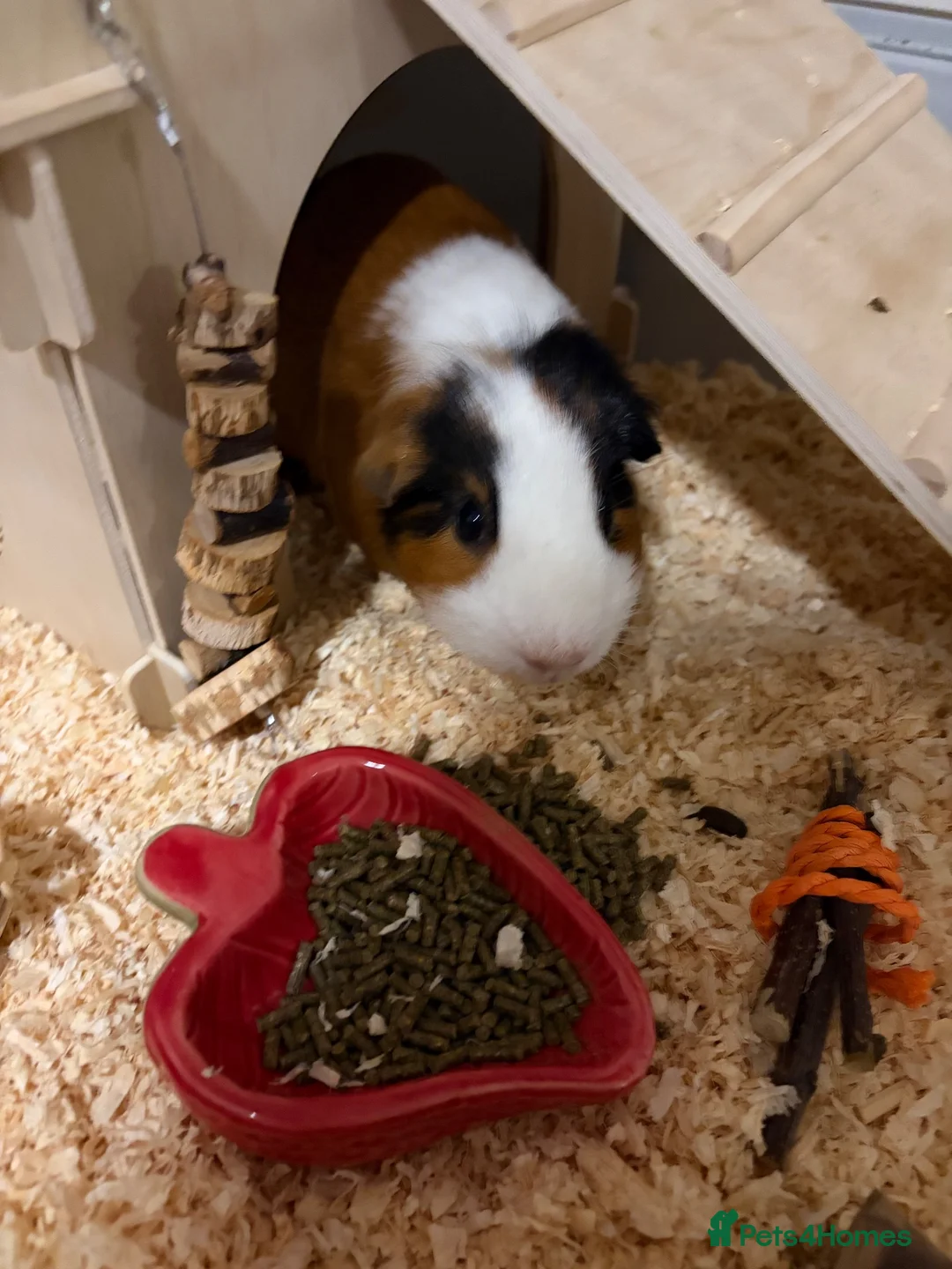 Guinea Pig rodents for sale: Single male gunnie pig ! Needs home asap !!! in Coventry - Advert 1