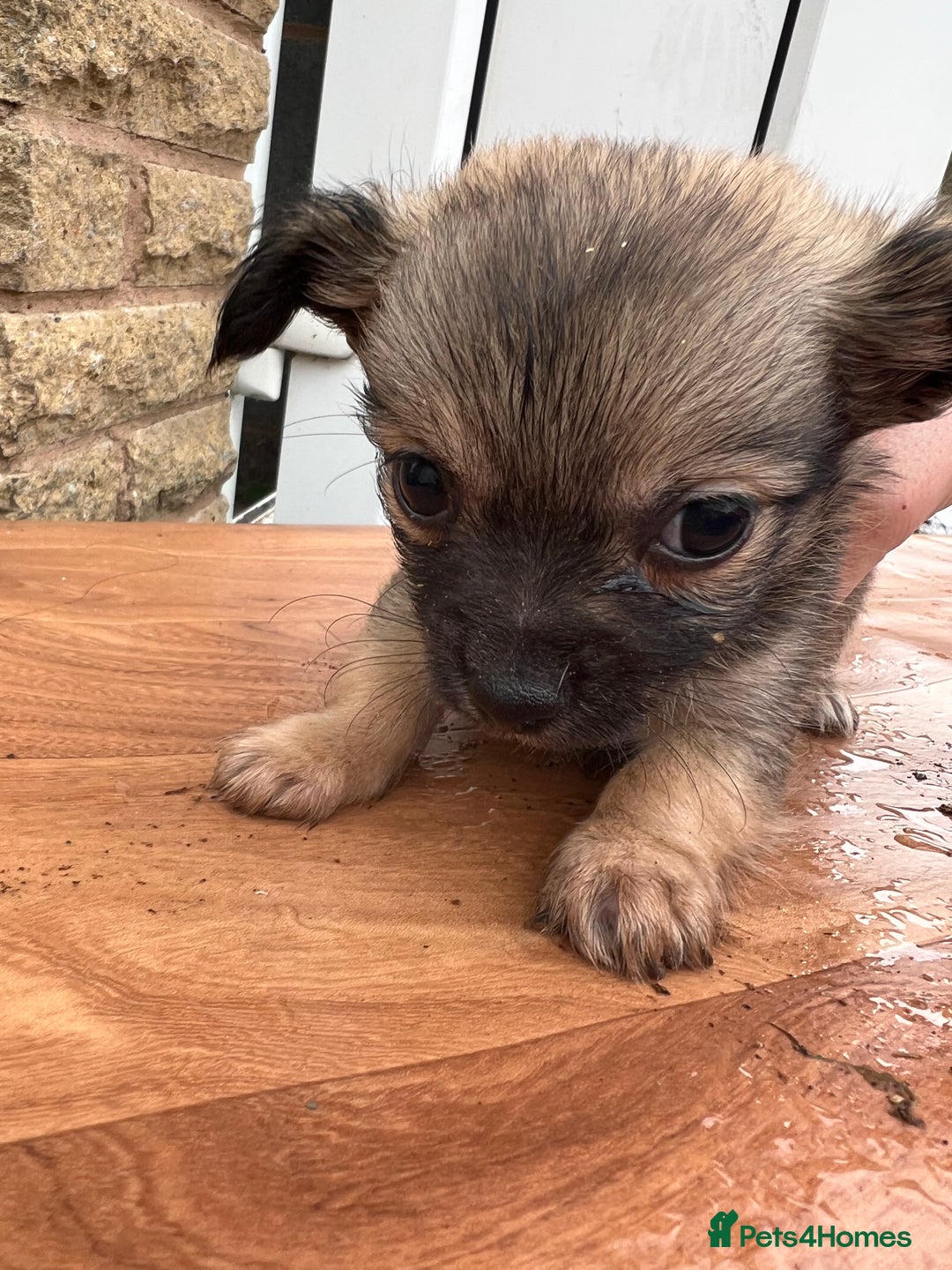 Chihuahua dogs for sale: Chihuahua pups for sale  in Shipley - Advert 2