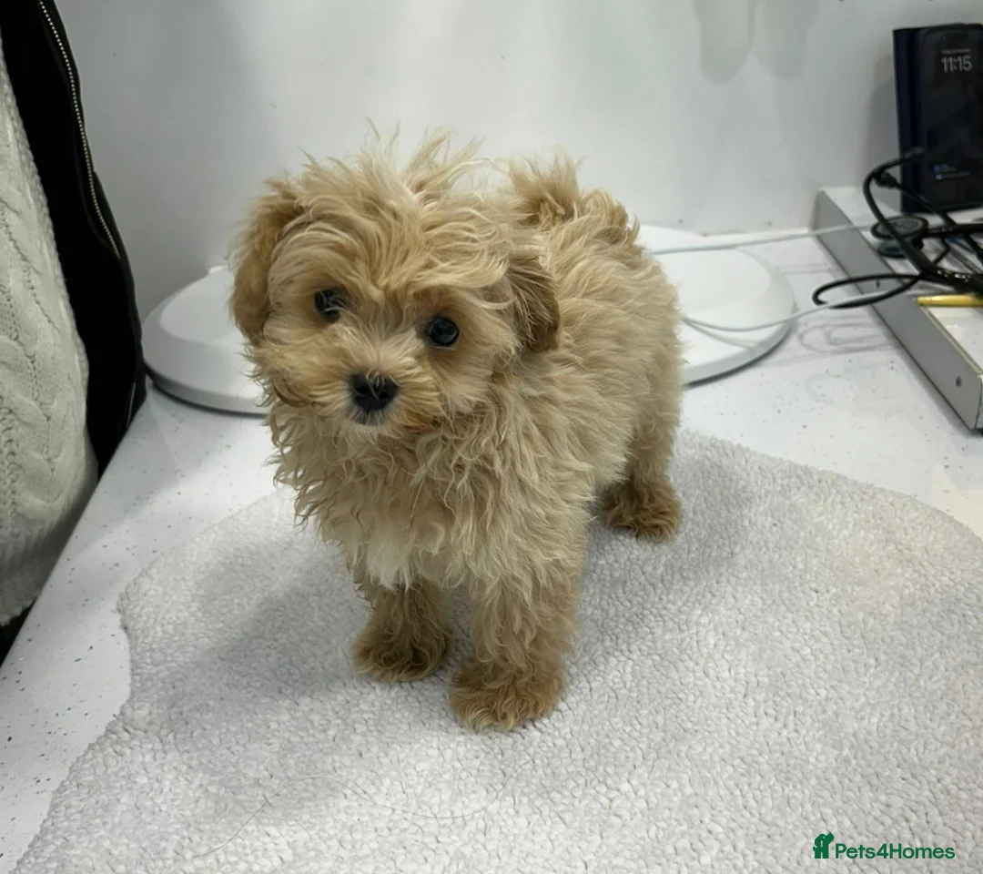 Maltipoo dogs for sale: MALTIPOO PUPPIES - Advert 3