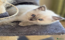 Ragdoll cats for sale: 3 Bluepoint Ragdoll kittens born 6th September! 🐈 - Image 12
