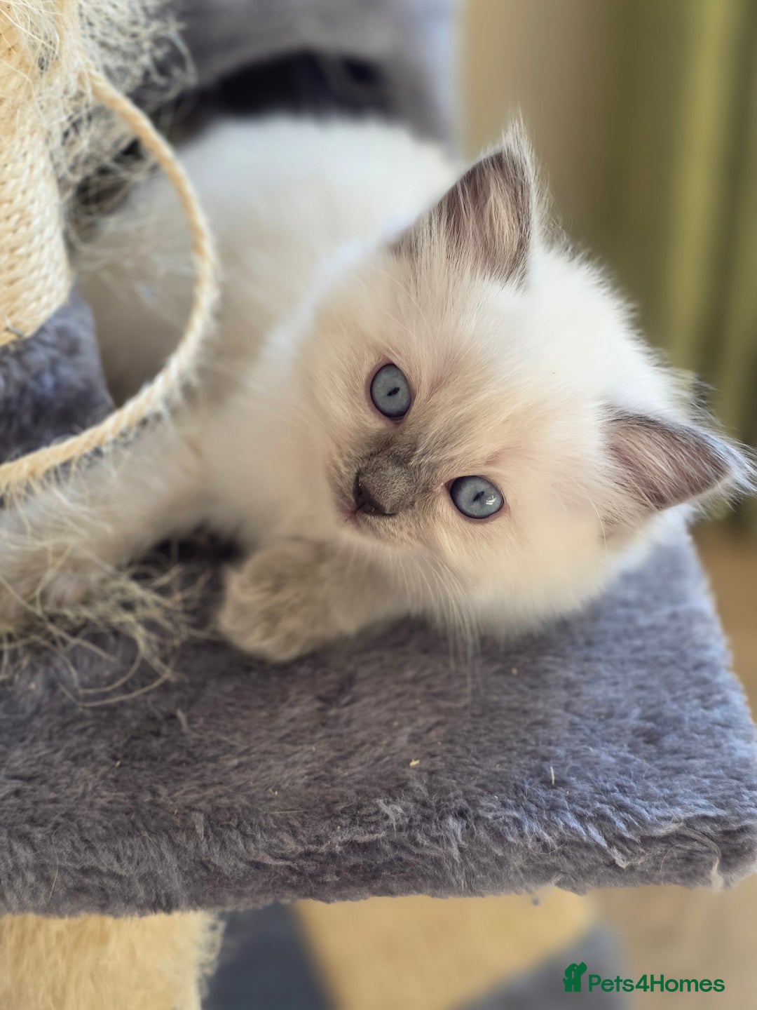 Ragdoll cats for sale: 3 Bluepoint Ragdoll kittens born 6th September! 🐈 - Image 12