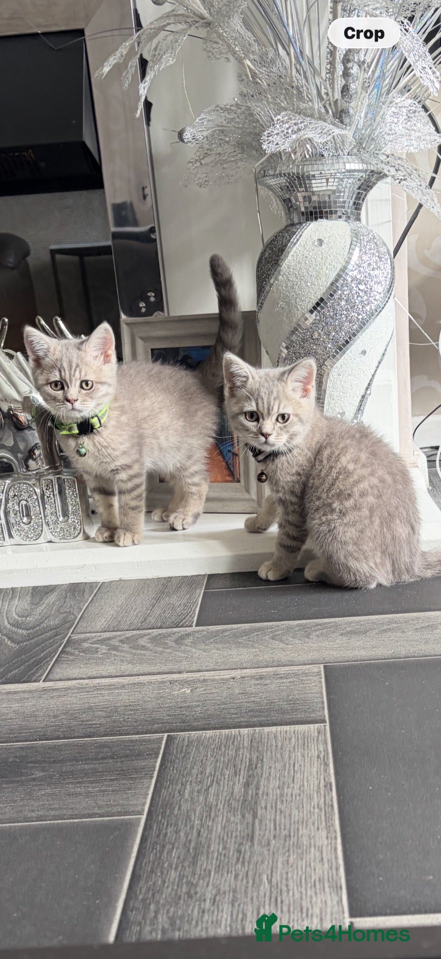 Scottish Fold cats Beautiful Scottish straights READY NOW  - Advert 15