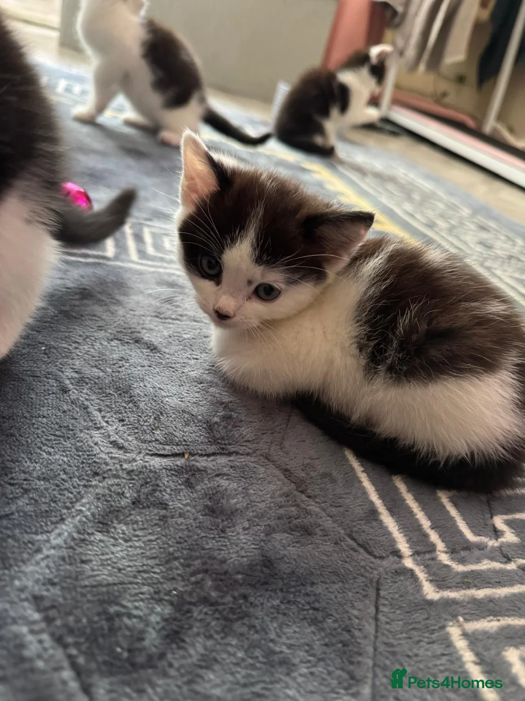 Mixed Breed cats for sale: Ragdoll Cross Kittens — Healthy & Friendly - Advert 2