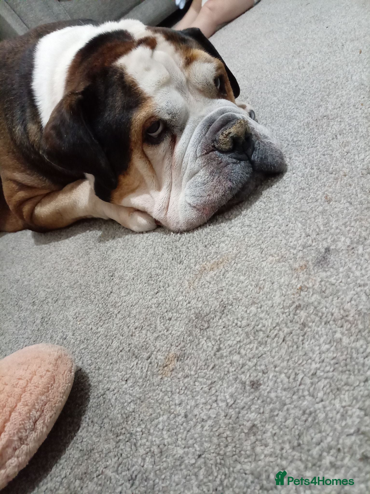 American Bulldog dogs 5 year old American bulldog - Advert 1