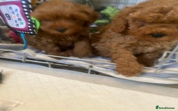 Cavapoo dogs for sale: Red cavapoo babies both parents dna health tested  in Newark - Image 26