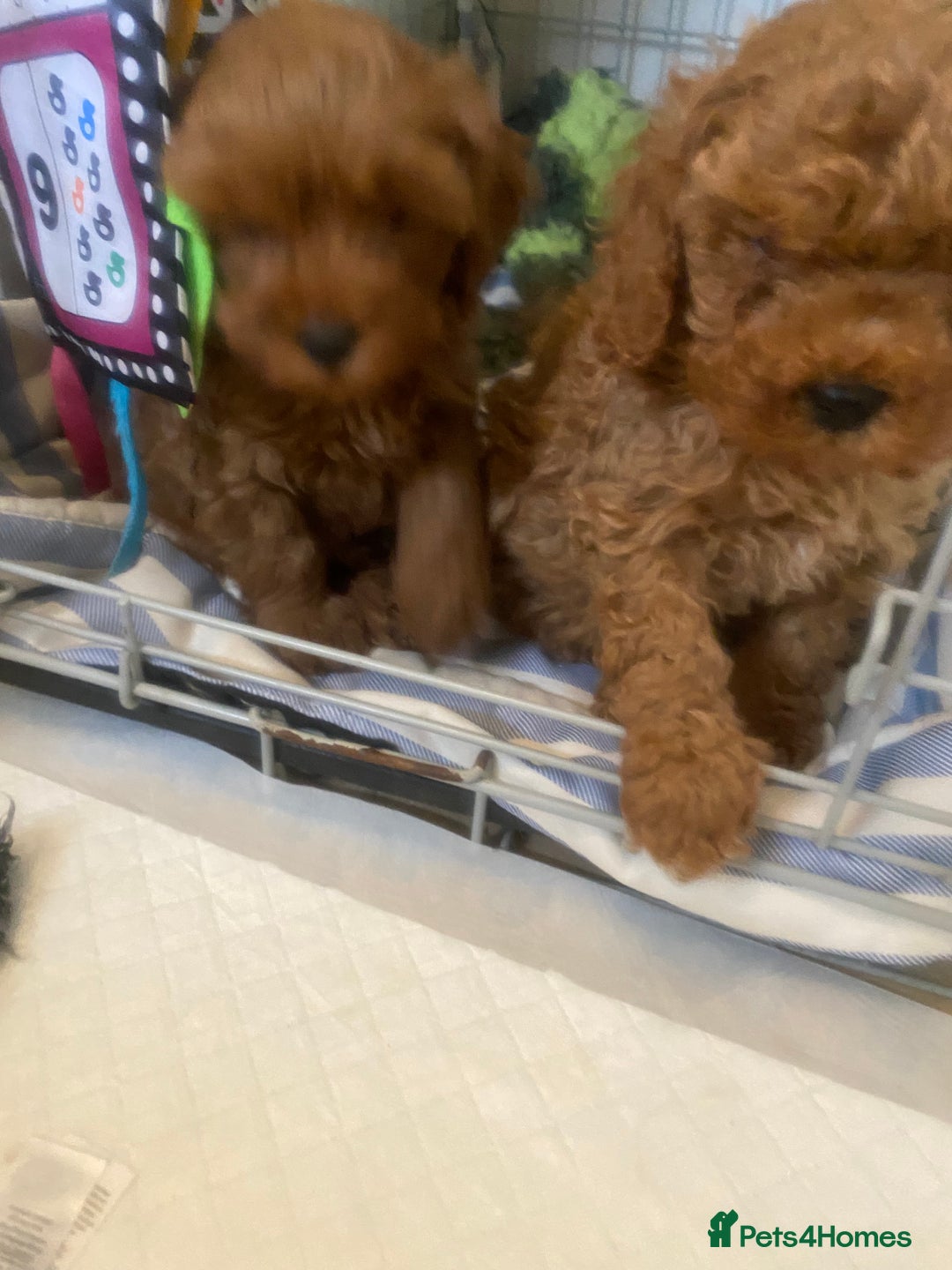 Cavapoo dogs for sale: Red cavapoo babies both parents dna health tested  in Newark - Image 26