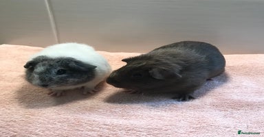 Guinea Pig rodents - Advert 3