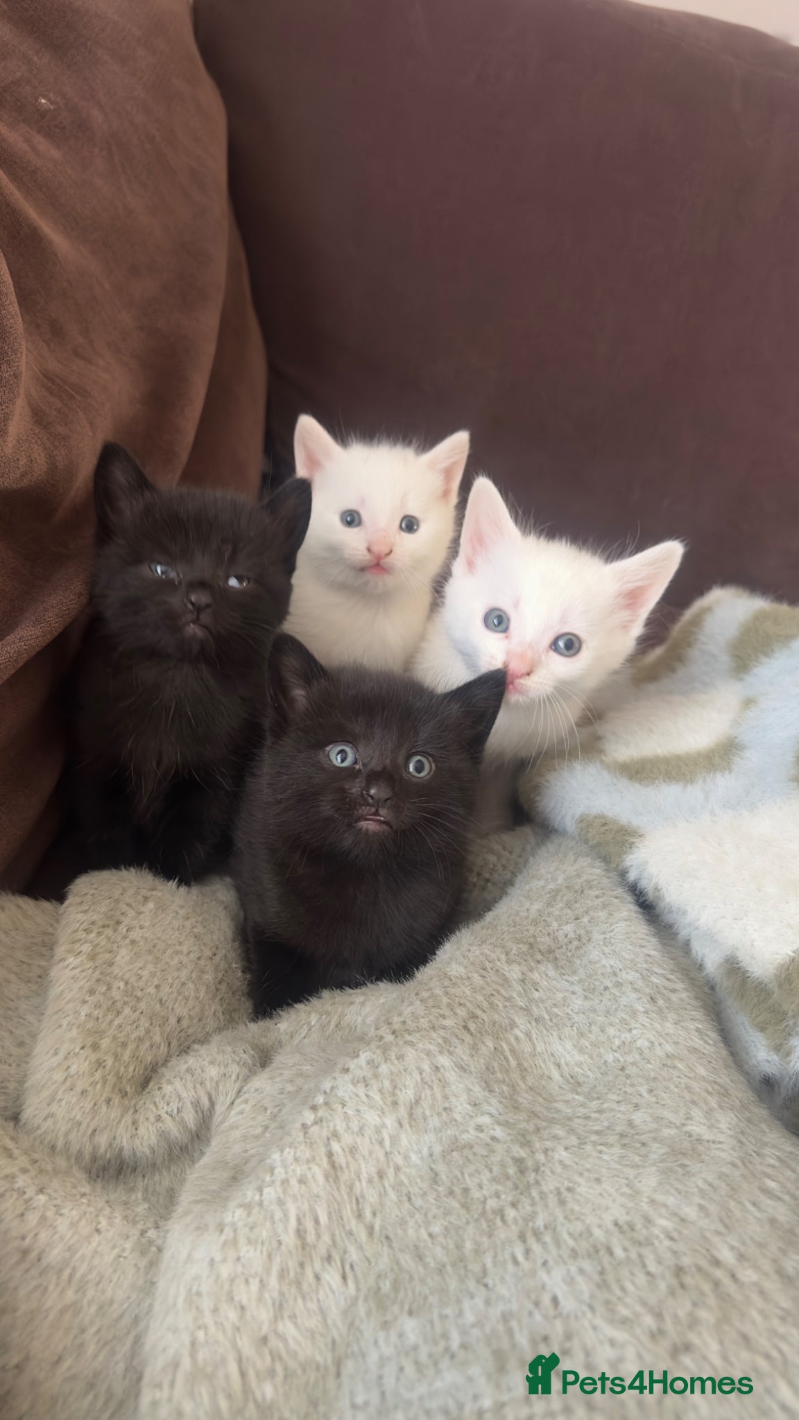 Turkish Angora cats Adorable Kittens Looking for Their Forever Homes - Advert 8