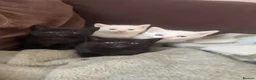 Turkish Angora cats for sale: Adorable Kittens Looking for Their Forever Homes - Advert 1