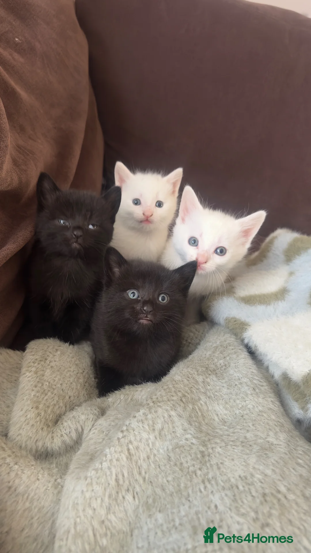 Turkish Angora cats for sale: Adorable Kittens Looking for Their Forever Homes - Advert 1