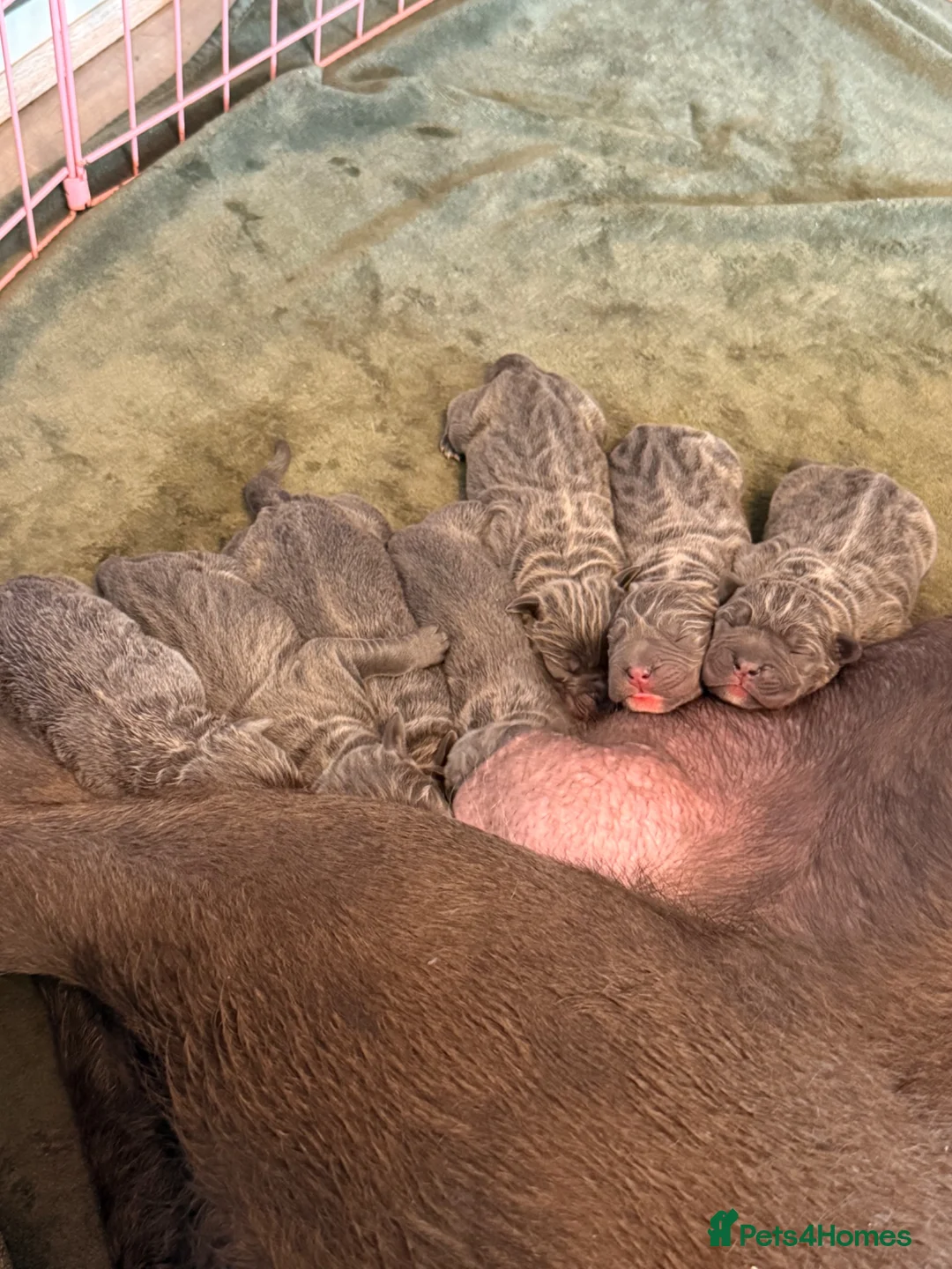 Cane Corso dogs for sale: X-Man Bloodline, Pedigree Cane Corso Puppies - Advert 2